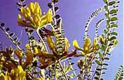Astragalus Herbal Remedy